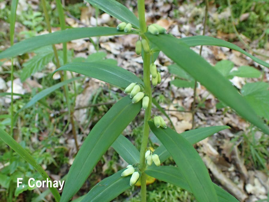 Polygonatum verticillatum